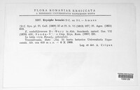 Erysiphe heraclei image